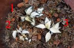 Goodyera biflora i schlechtendalliana variegata