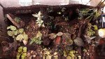 storczyki klejnoty i miniaturowe