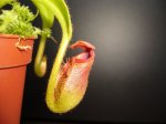 N. macropylla - kliknij aby zobaczyć zdjęcie. N. macropylla