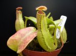 N. truncata - kliknij aby zobaczyć zdjęcie. N. truncata