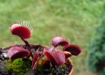Dionaea muscipula 'Red Dragon' - A22 clone (prawdopodobnie) - kliknij aby zobaczyć zdjęcie. Dionaea muscipula 'Red Dragon' - A22 clone (prawdopodobnie)
