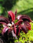 Dionaea muscipula 'Red Burgundy' - kliknij aby zobaczyć zdjęcie. Dionaea muscipula 'Red Burgundy'