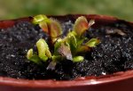 Dionaea muscipula 'Sawtooth' - pułapka typu cupped-trap - kliknij aby zobaczyć zdjęcie. Dionaea muscipula 'Sawtooth' - pułapka typu cupped-trap