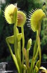 Dionaea muscipula 'Spider' - kliknij aby zobaczyć zdjęcie. Dionaea muscipula 'Spider'