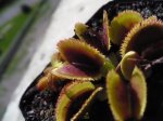 Dionaea muscipula 'Sawtooth' - kliknij aby zobaczyć zdjęcie. Dionaea muscipula 'Sawtooth'
