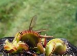 Dionaea muscipula 'Sawtooth' - kliknij aby zobaczyć zdjęcie. Dionaea muscipula 'Sawtooth'