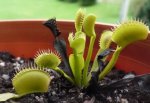 Dionaea muscipula f. wzniesiona - kliknij aby zobaczyć zdjęcie. Dionaea muscipula f. wzniesiona
