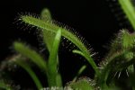 Drosera Capensis 'typical' - kliknij aby zobaczyć zdjęcie. Drosera Capensis 'typical'