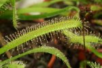 Drosera Capensis 'typical' - kliknij aby zobaczyć zdjęcie. Drosera Capensis 'typical'