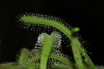 Drosera Capensis 'alba' - kliknij aby zobaczyć zdjęcie. Drosera Capensis 'alba'