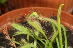 Drosera Capensis 'typical' - kliknij aby zobaczyć zdjęcie. Drosera Capensis 'typical'