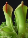 H. heterodoxa × minor - kliknij aby zobaczyć zdjęcie. H. heterodoxa × minor