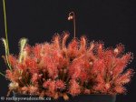 Drosera oblanceolata - kliknij aby zobaczyć zdjęcie. Drosera oblanceolata
