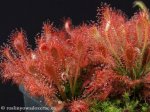 Drosera oblanceolata - kliknij aby zobaczyć zdjęcie. Drosera oblanceolata