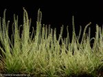 D. filiformis - kliknij aby zobaczyć zdjęcie. D. filiformis