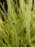 D. filiformis - kliknij aby zobaczyć zdjęcie. D. filiformis