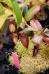 Nepenthes Rajah - kliknij aby zobaczyć zdjęcie. Nepenthes Rajah
