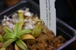 Nepenthes Hamata - kliknij aby zobaczyć zdjęcie. Nepenthes Hamata