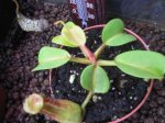Nepenthes truncata - kliknij aby zobaczyć zdjęcie. Nepenthes truncata