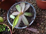 Nepenthes alba - kliknij aby zobaczyć zdjęcie. Nepenthes alba