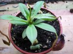 Nepenthes spectabilis x aristolochioides - kliknij aby zobaczyć zdjęcie. Nepenthes spectabilis x aristolochioides