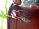 Nepenthes spectabilis x aristolochioides - kliknij aby zobaczyć zdjęcie. Nepenthes spectabilis x aristolochioides