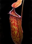 Nepenthes ventricosa x maxima
