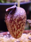 aristolochioides 2 - kliknij aby zobaczyć zdjęcie. aristolochioides 2