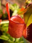 ampullaria red (BP) - kliknij aby zobaczyć zdjęcie. ampullaria red (BP)