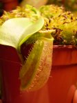 truncata 'Queen of Hearts' x 'King of Spades' - kliknij aby zobaczyć zdjęcie. truncata 'Queen of Hearts' x 'King of Spades'