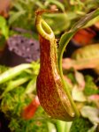 miarabilis var. echinostoma - kliknij aby zobaczyć zdjęcie. miarabilis var. echinostoma