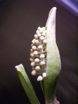 rafflesiana var. alata 2 - kliknij aby zobaczyć zdjęcie. rafflesiana var. alata 2