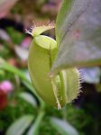 ampullaria green - kliknij aby zobaczyć zdjęcie. ampullaria green