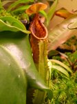 truncata 3 - kliknij aby zobaczyć zdjęcie. truncata 3