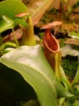 truncata 2 - kliknij aby zobaczyć zdjęcie. truncata 2