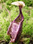rafflesiana var. alata - kliknij aby zobaczyć zdjęcie. rafflesiana var. alata