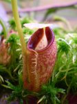 talangensis - kliknij aby zobaczyć zdjęcie. talangensis