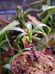 aristolochioides - kliknij aby zobaczyć zdjęcie. aristolochioides