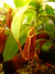 Nepenthes spectabilis - kliknij aby zobaczyć zdjęcie. Nepenthes spectabilis