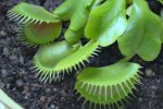 Dionea Muscipula - kliknij aby zobaczyć zdjęcie. Dionea Muscipula