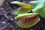 Dionea Muscipula - kliknij aby zobaczyć zdjęcie. Dionea Muscipula