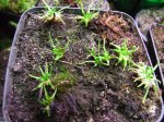 Drosera filiformis var. filiformis