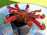 Sarracenia psitaccina - kliknij aby zobaczyć zdjęcie. Sarracenia psitaccina
