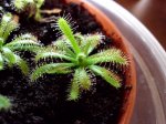 Drosera villosa var. ascenens - kliknij aby zobaczyć zdjęcie. Drosera villosa var. ascenens