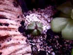 Pinguicula laueana x emarginata - kliknij aby zobaczyć zdjęcie. Pinguicula laueana x emarginata
