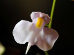 Utricularia longifolia - kliknij aby zobaczyć zdjęcie. Utricularia longifolia