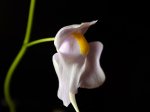 Utricularia longifolia - kliknij aby zobaczyć zdjęcie. Utricularia longifolia