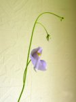 Utricularia longifolia - kliknij aby zobaczyć zdjęcie. Utricularia longifolia
