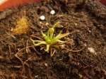 Drosera filiformis - kliknij aby zobaczyć zdjęcie. Drosera filiformis