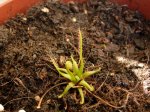Drosera filiformis - kliknij aby zobaczyć zdjęcie. Drosera filiformis